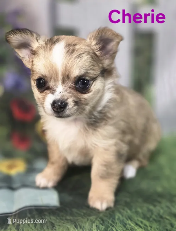 CKC Cherie  – Chihuahua puppy for sale in Homerville, GA