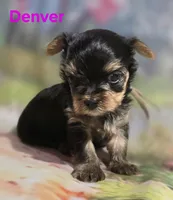 AKC Denver, a male Yorkshire Terrier for sale in Homerville, GA – 8 of 10