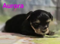 AKC Aurora, a female Yorkshire Terrier for sale in Homerville, GA – 2 of 10