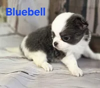 AKC Bluebell, a female Chihuahua for sale in Homerville, GA – 7 of 10