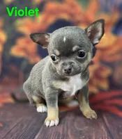 AKC Violet, a female Chihuahua for sale in Homerville, GA – 6 of 10