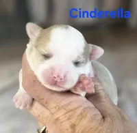 CKC Cinderella, a female Chihuahua for sale in Homerville, GA – 3 of 8