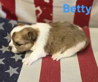 CKC Betty, a female Chihuahua for sale in Homerville, GA – 7 of 10