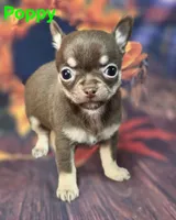 AKC Poppy, a female Chihuahua for sale in Homerville, GA – 5 of 10