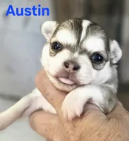 CKC Austin, a male Chihuahua for sale in Homerville, GA – 6 of 10