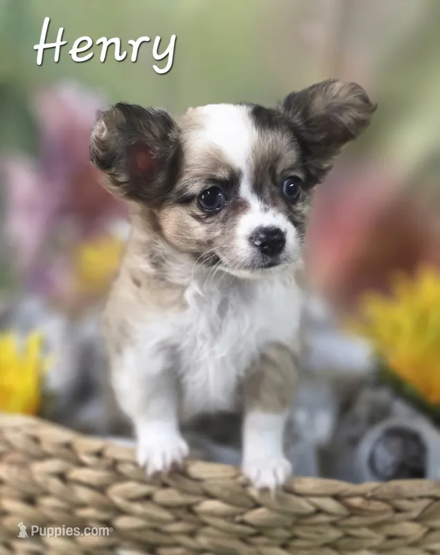 CKC Henry – Chihuahua puppy for sale in Homerville, GA