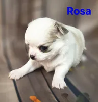 AKC Rosa, a female Chihuahua for sale in Homerville, GA – 10 of 10