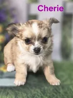 CKC Cherie , a female Chihuahua for sale in Homerville, GA – 2 of 10