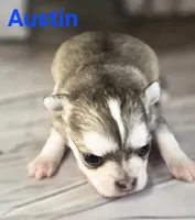 CKC Austin, a male Chihuahua for sale in Homerville, GA – 2 of 10