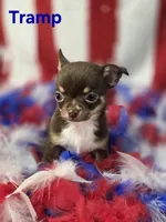 CKC Tramp , a male Chihuahua for sale in Homerville, GA – 8 of 10