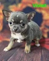 AKC Violet, a female Chihuahua for sale in Homerville, GA – 8 of 10