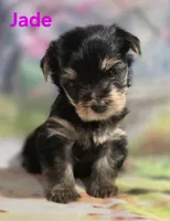 AKC Jade, a female Yorkshire Terrier for sale in Homerville, GA – 7 of 10