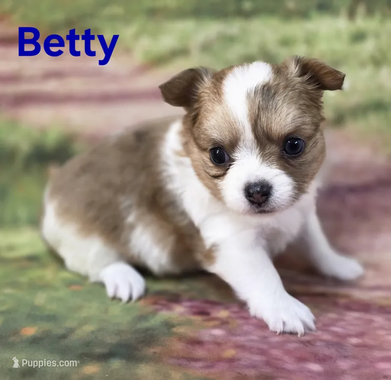 CKC Betty – Chihuahua puppy for sale in Homerville, GA