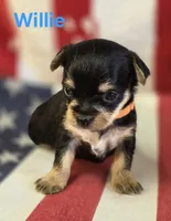 Willie, a male Chorkie for sale in Homerville, GA – 4 of 10