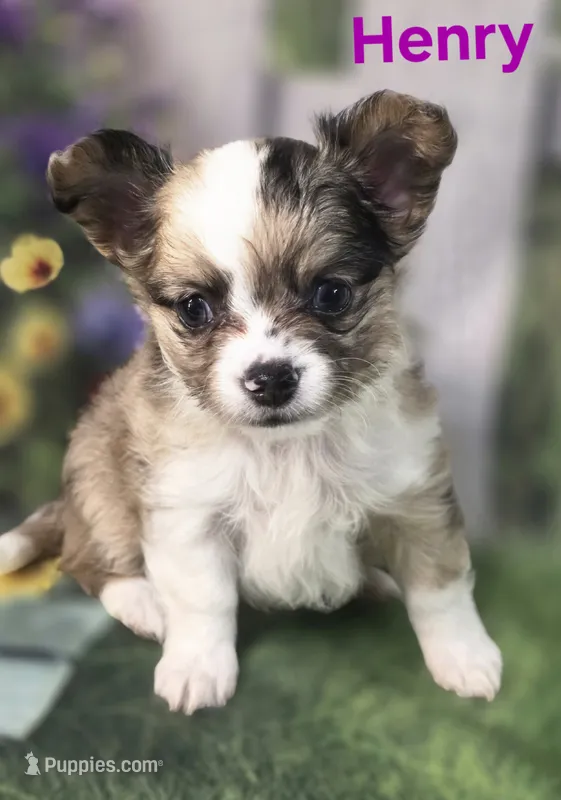 CKC Henry – Chihuahua puppy for sale in Homerville, GA
