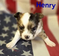 CKC Henry, a male Chihuahua for sale in Homerville, GA – 8 of 10