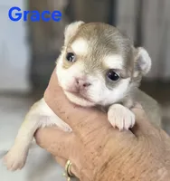 CKC Grace , a female Chihuahua for sale in Homerville, GA – 7 of 9