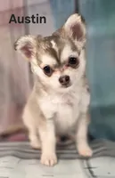 CKC Austin pending, a male Chihuahua for sale in Homerville, GA – 2 of 10