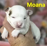CKC Moana, a female Chihuahua for sale in Homerville, GA – 4 of 10