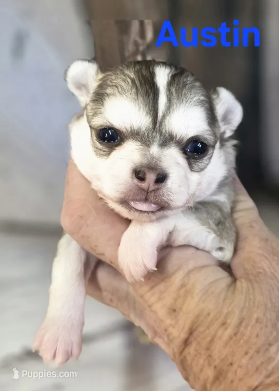 CKC Austin – Chihuahua puppy for sale in Homerville, GA