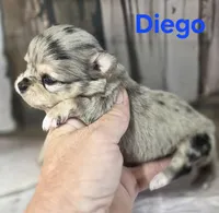 CKC Diego, a male Chihuahua for sale in Homerville, GA – 4 of 10