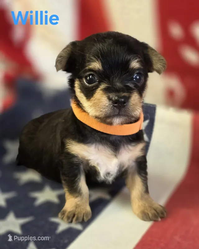 Willie – Chorkie puppy for sale in Homerville, GA