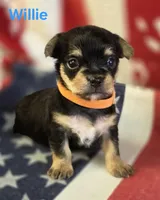 Willie, a male Chorkie for sale in Homerville, GA – 1 of 10