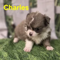 Charles , a male Chihuahua for sale in Homerville, GA – Photo 4 of 10