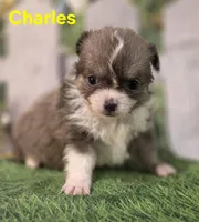 Charles , a male Chihuahua for sale in Homerville, GA – Photo 10 of 10