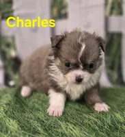 Charles , a male Chihuahua for sale in Homerville, GA – Photo 7 of 10