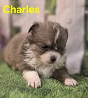 Charles , a male Chihuahua for sale in Homerville, GA – Photo 5 of 10