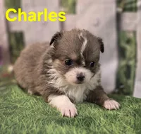 Charles , a male Chihuahua for sale in Homerville, GA – Photo 3 of 10