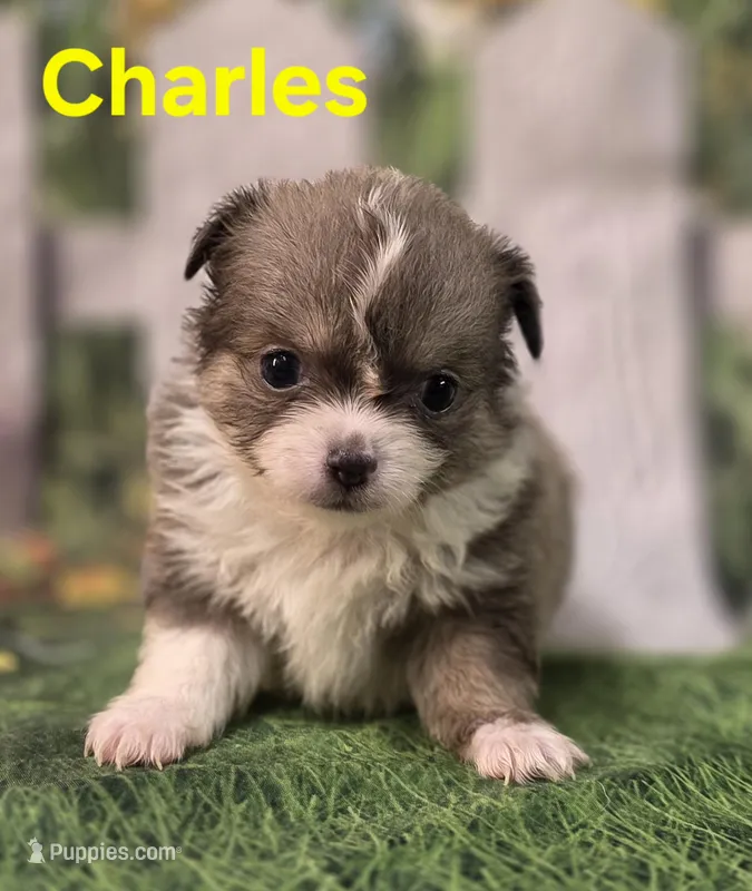 Charles  – Chihuahua puppy for sale in Homerville, GA