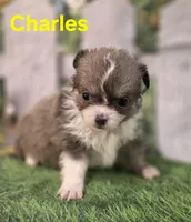 Charles , a male Chihuahua for sale in Homerville, GA – Photo 9 of 10