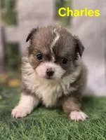 Charles , a male Chihuahua for sale in Homerville, GA – Photo 2 of 10