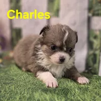Charles , a male Chihuahua for sale in Homerville, GA – Photo 8 of 10