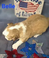 CKC Belle, a female Chihuahua for sale in Homerville, GA – 5 of 10
