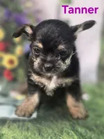 Tanner, a male Yorkshire Terrier and Chorkie for sale in Homerville, GA – 3 of 10