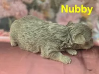CKC Nubby, a male Chihuahua for sale in Homerville, GA – 7 of 10
