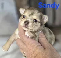 CKC Sandy , a female Chihuahua for sale in Homerville, GA – 4 of 10