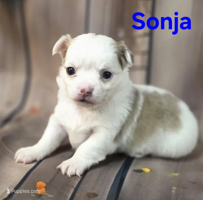 AKC Sonja – Chihuahua puppy for sale in Homerville, GA