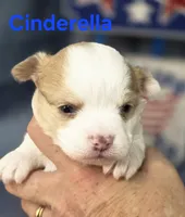 CKC Cinderella, a female Chihuahua for sale in Homerville, GA – 3 of 10
