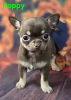 AKC Poppy, a female Chihuahua for sale in Homerville, GA – 10 of 10