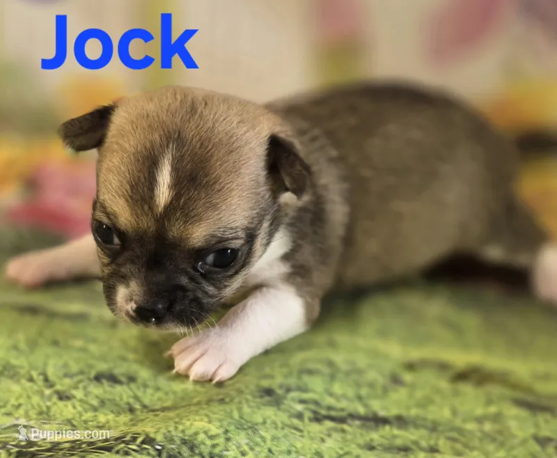 Akc Jock – Chihuahua puppy for sale in Homerville, GA