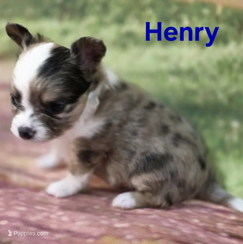 CKC Henry – Chihuahua puppy for sale in Homerville, GA