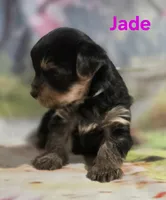 AKC Jade, a female Yorkshire Terrier for sale in Homerville, GA – 10 of 10