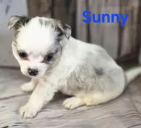 AKC Sunny, a male Chihuahua for sale in Homerville, GA – 4 of 10