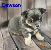 CKC Dawson, a male Chihuahua for sale in Homerville, GA – 3 of 9