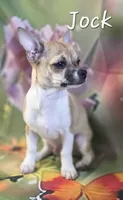 CKC Jock, a male Chihuahua for sale in Homerville, GA – 9 of 10