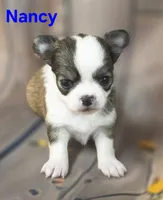 AKC Nancy, a female Chihuahua for sale in Homerville, GA – 9 of 10
